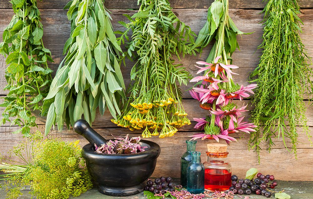 Sam svoj zdravnik in farmacevt: katere rastline na vašem vrtu imajo zdravilne lastnosti